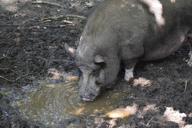 厚的家庭 厚的家庭